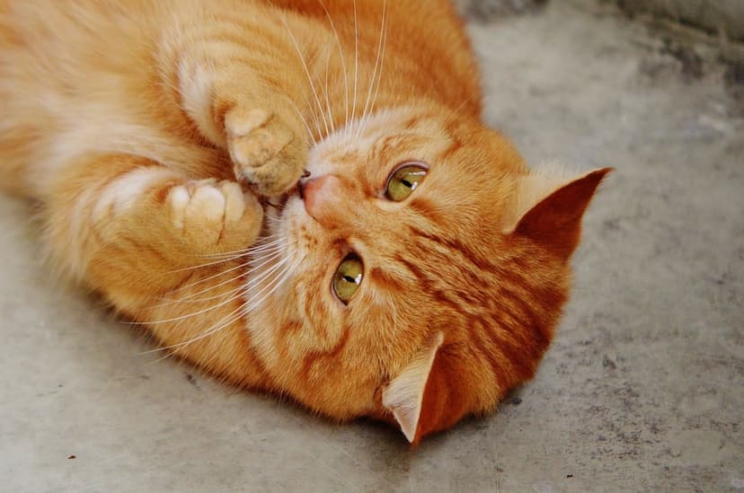 Ginger tabby cat lying on its back playing with its paws on grey concrete showing green eyes and soft fur.