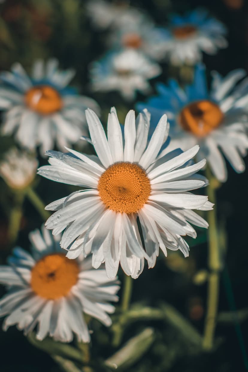 White daisy petals with morning dew and an orange disk stand out against a soft green blurred garden background.
