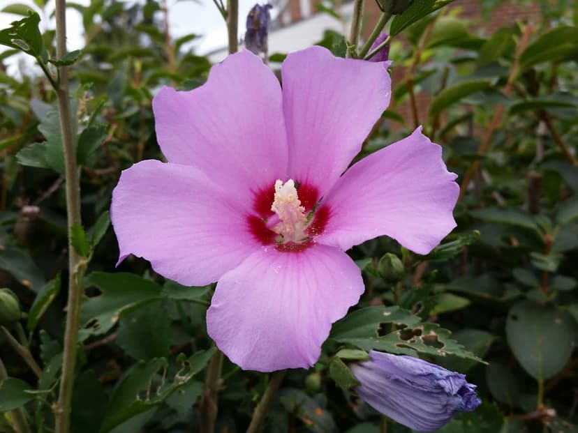 Pink hibiscus flower with a yellow stamen and red center blooming against a blurred green and purple background.