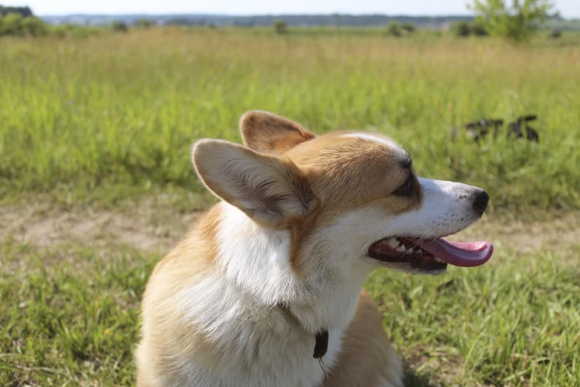 Pembroke Welsh Corgi sits in a grassy field with its tongue out and ears perked during a bright sunny day.