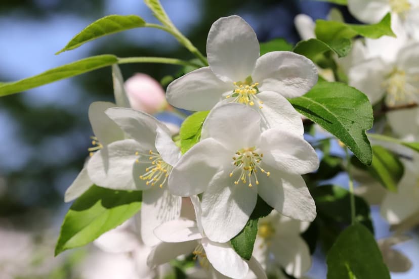 White crabapple blossoms with yellow stamens over a blurred green and blue background in soft sunlight.