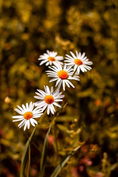 Daisies in Soft Sunlight: A Close-Up Floral Portrait