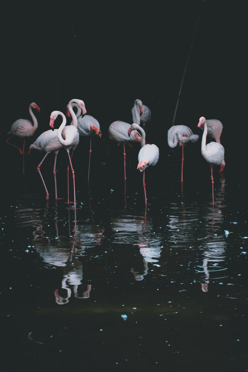 Pink flamingos stand in dark reflective water at night, their vibrant feathers mirrored in the still pond surface.