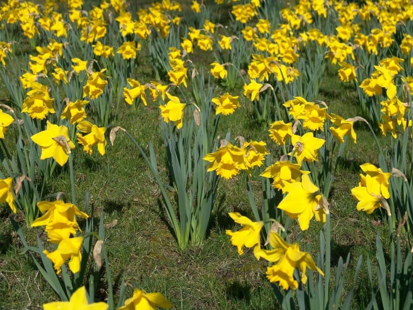 Bright yellow daffodils with long green stems grow in a sunlit field, captured from a low-angle perspective.