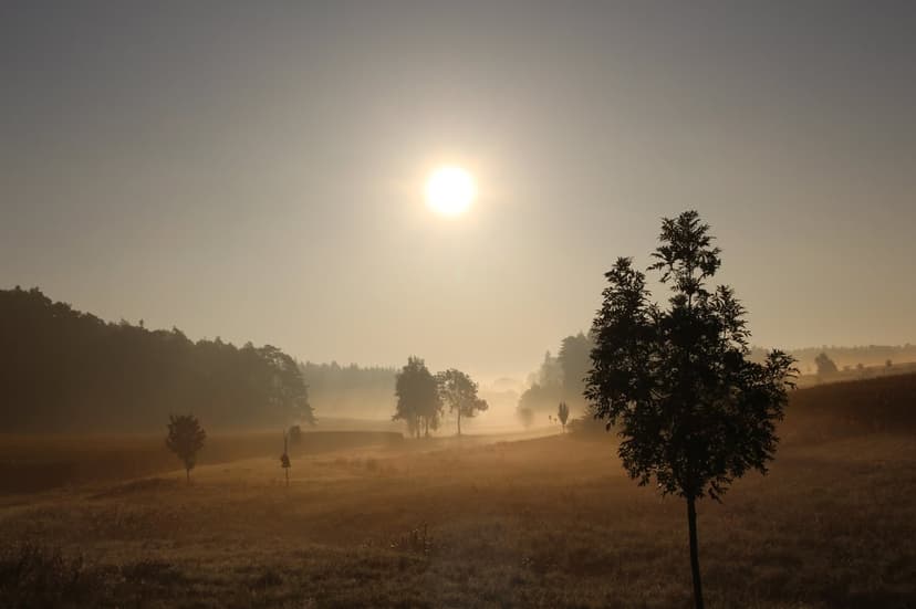 Lone tree silhouette stands amidst rolling hills covered in thick morning mist under a glowing golden sky.