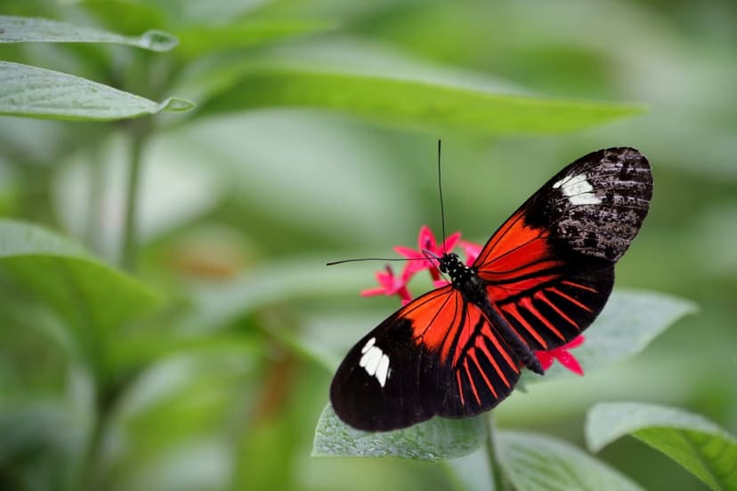 Heliconius butterfly with red and black wings rests on a pink flower surrounded by lush green garden foliage.