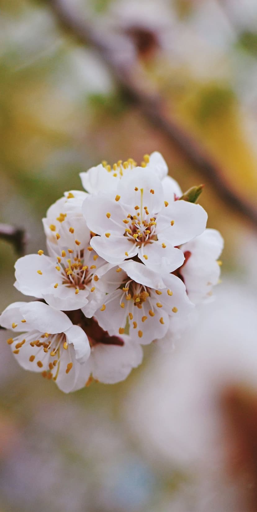 White cherry blossom petals and yellow stamens on a branch against a soft green and yellow bokeh background.