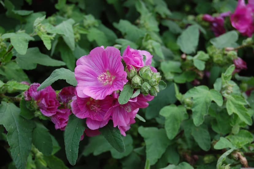 Pink hollyhock flowers bloom among green leaves and buds during a bright summer day in a lush garden.