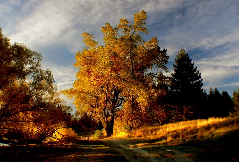 Golden autumn tree standing beside a dusty path during a warm sunset with dramatic clouds and long shadows.