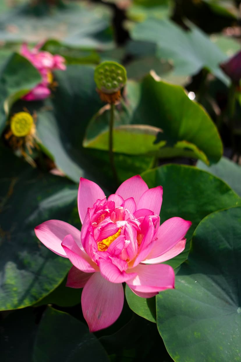 Pink lotus flower with a yellow center blooming among circular green lily pads in a sunlit aquatic garden pond.