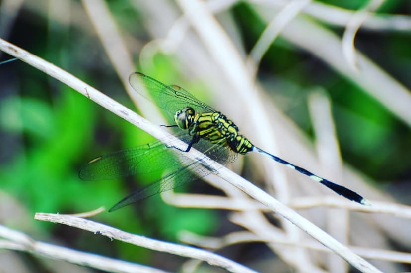 Dragonfly with yellow stripes and transparent wings sits on a dry twig against a blurred green leaf background.