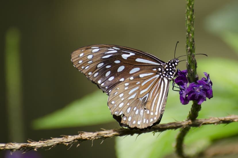 Brown butterfly with white-spotted wings perched on small purple flowers against a soft green blurred background.