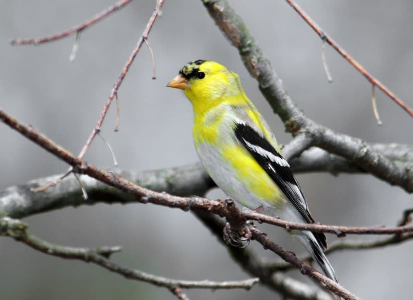American Goldfinch with yellow feathers and a black cap perches on a gray branch against a muted sky.