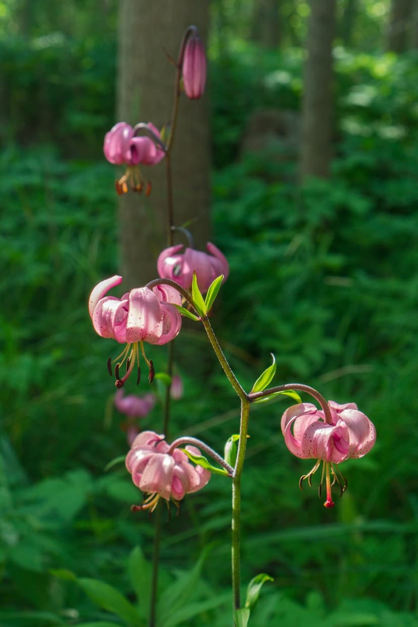 Pink Turk's Cap lily flowers with recurved petals bloom on a stem against a soft blurred green forest background.