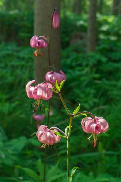 Pink Turk's Cap Lily flowers in a forest setting