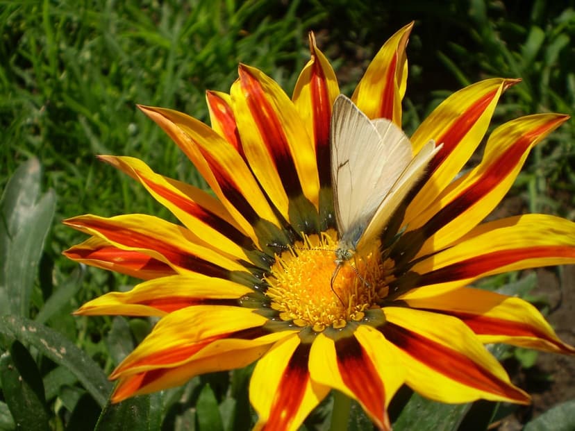 White butterfly perched on a yellow and red striped gazania flower with a blurred green meadow background.