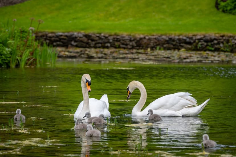 White swans and gray cygnets swim on a calm green pond surface reflecting lush surrounding vegetation.