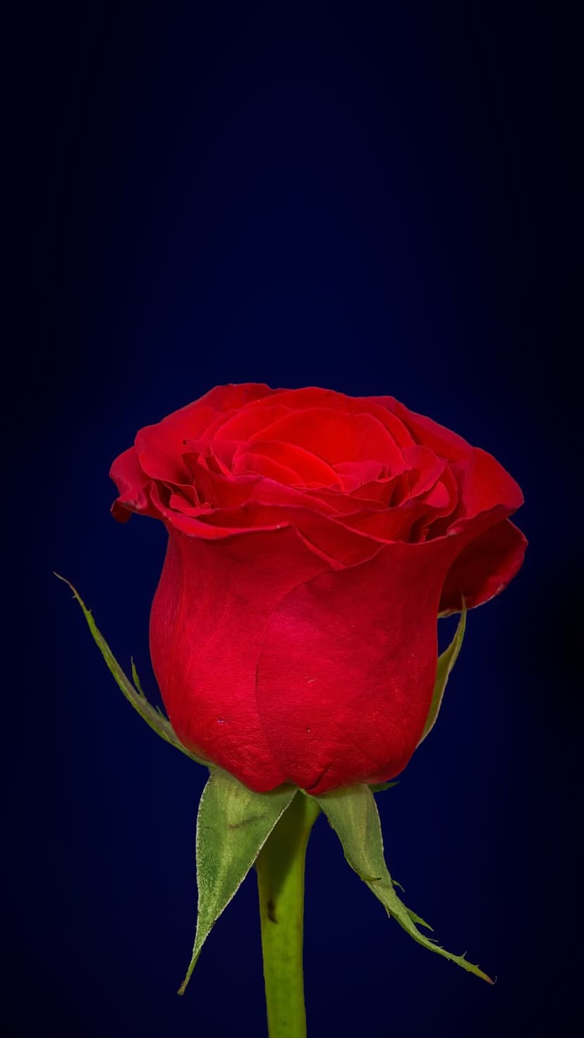 Crimson rose flower with velvety petals and a green stem centered against a solid dark blue studio background.