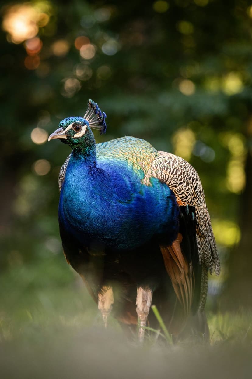 Blue peacock with iridescent feathers stands in green grass under sunlight with a blurred forest background.