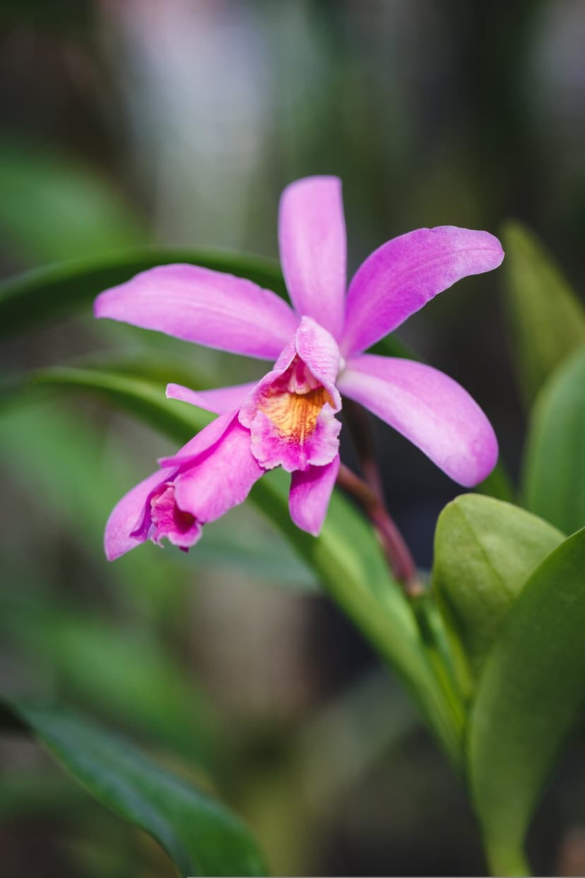 Pink orchid flower with an orange core and yellow gradients set against a soft bokeh of green garden leaves.