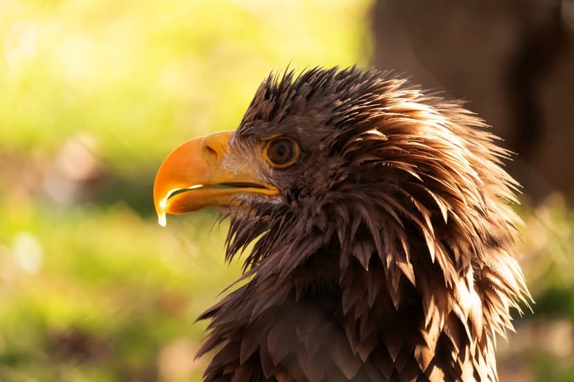 Golden eagle head with a sharp yellow beak and intense amber eyes glows under warm natural sunlight.