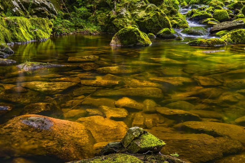 Moss-covered rocks sit within a clear, sun-drenched woodland stream surrounded by dense, vibrant green foliage.