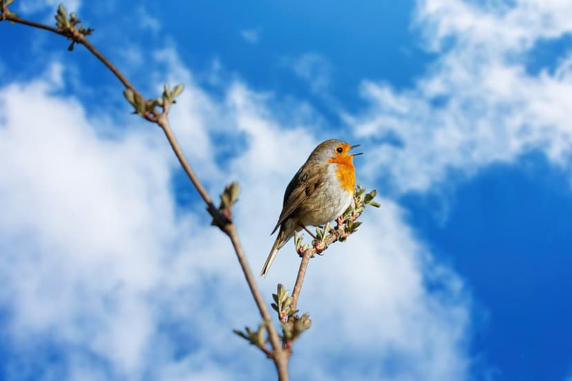 European robin with an orange breast sings on a bare twig under a bright blue sky with white clouds.