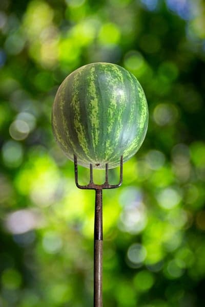 Watermelon on Pitchfork Against Blurred Green Background