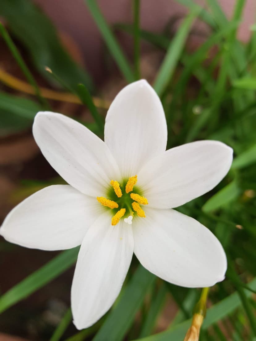White rain lily petals and yellow stamens captured in a close-up against a soft green blurred background.