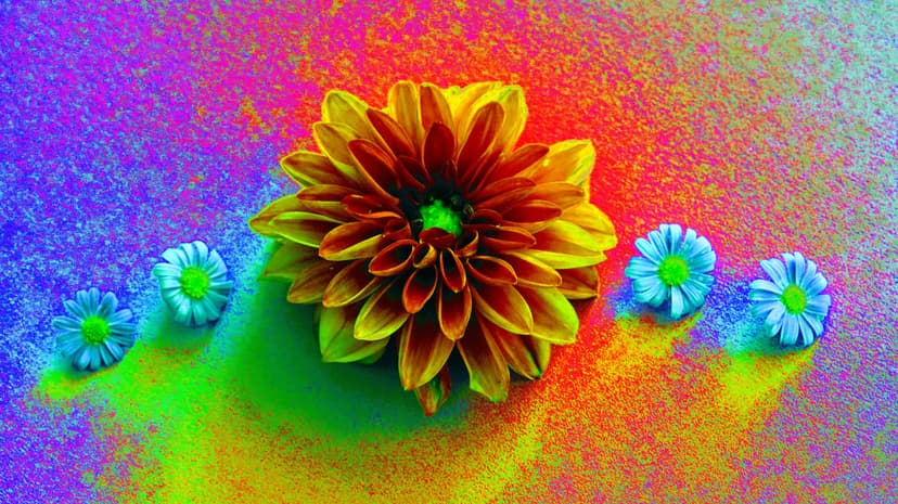 Orange dahlia and blue daisies resting on vibrant purple, pink, and yellow Holi powder with macro detail.