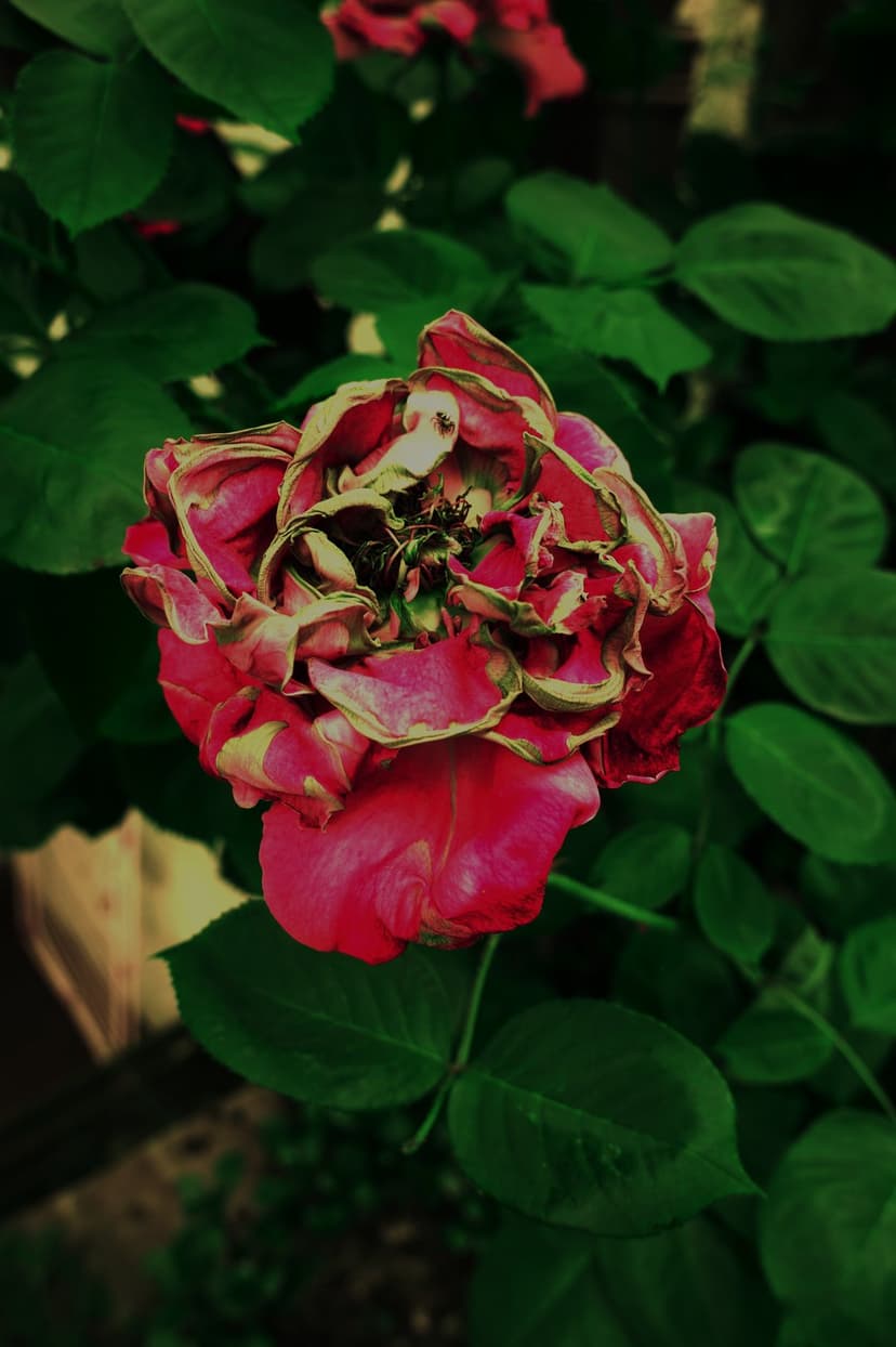 Wilting red rose with curled petals and dark green leaves captured in a close-up vertical floral composition.