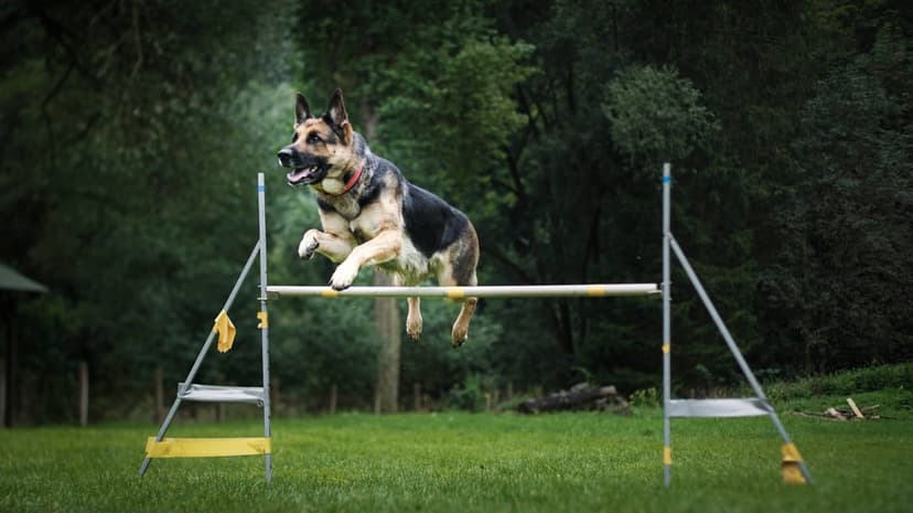 German Shepherd leaping over a white agility hurdle in a green forest with a blurred woodland background.