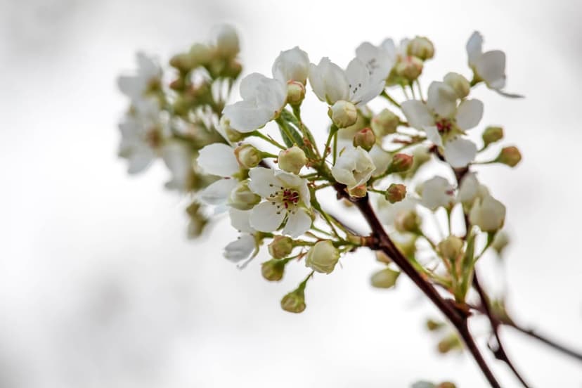 White blossoms and round flower buds on a brown branch against a soft, bright out-of-focus background.