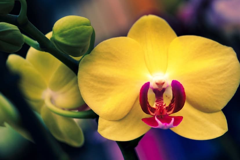 Yellow orchid bloom featuring a magenta center and unblown green buds against a soft bokeh background.