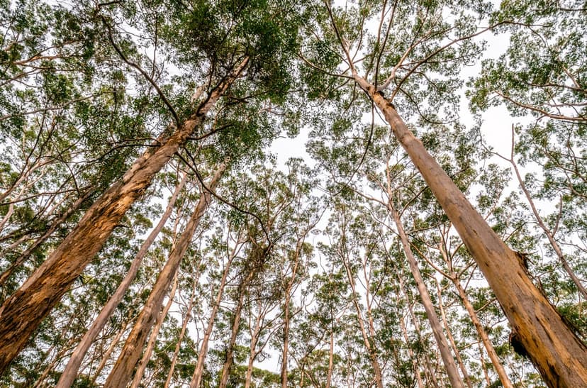 Eucalyptus tree trunks with peeling bark stretch upward toward a green canopy and blue sky in a forest setting.