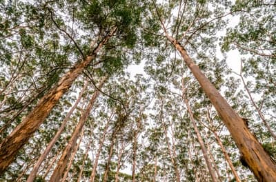 Looking up through tall eucalyptus trees towards the sky