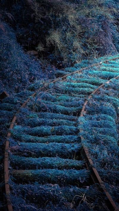 Forgotten Path - Nature Reclaims the Tracks