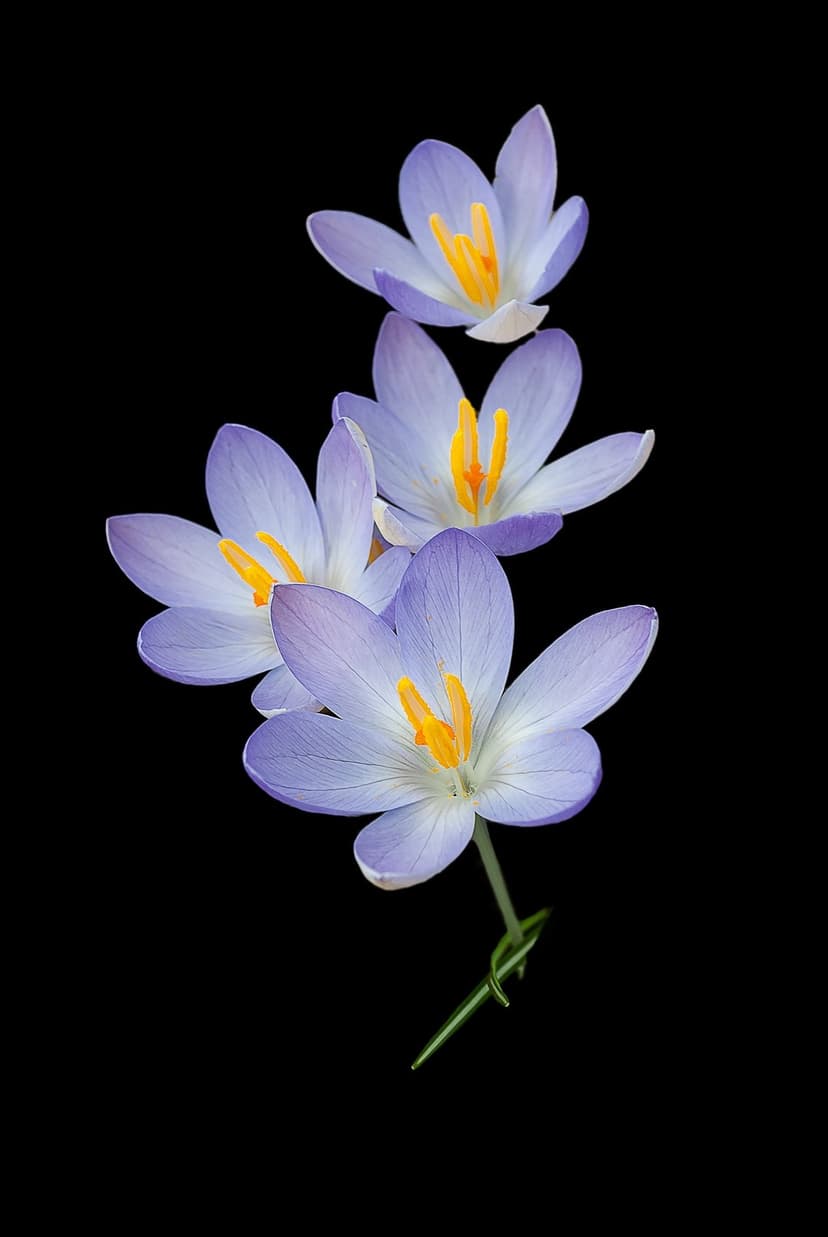 Four purple crocus flowers with bright yellow stamens arranged in a cluster against a solid black background.
