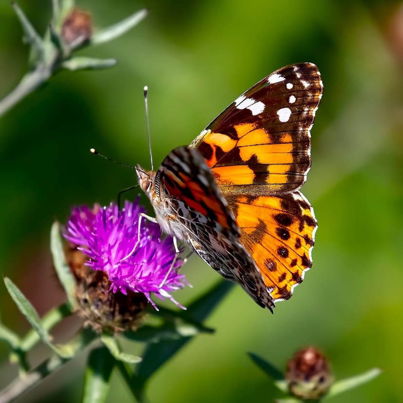 Painted Lady butterfly with orange and black wings rests on a purple thistle flower against a soft green background.
