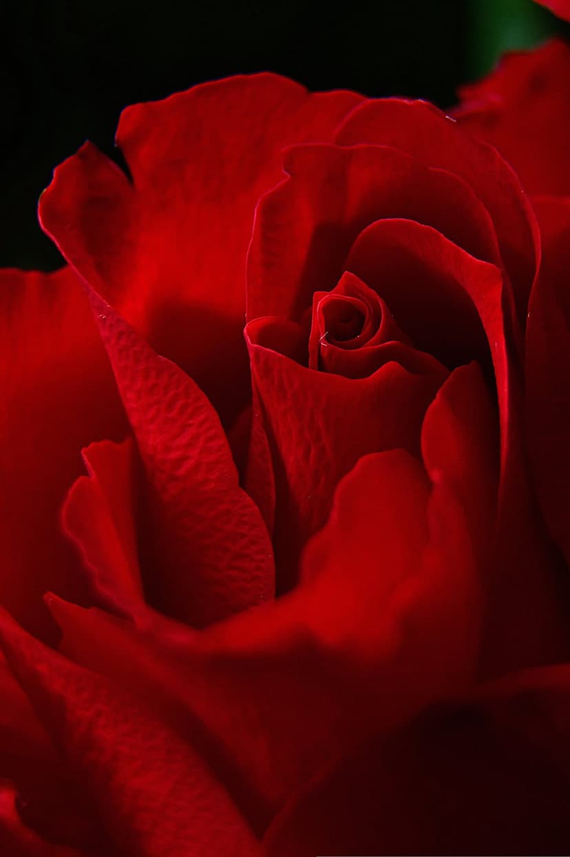 Crimson rose petal with a velvety texture and microscopic ridges captured in a close-up macro floral shot.