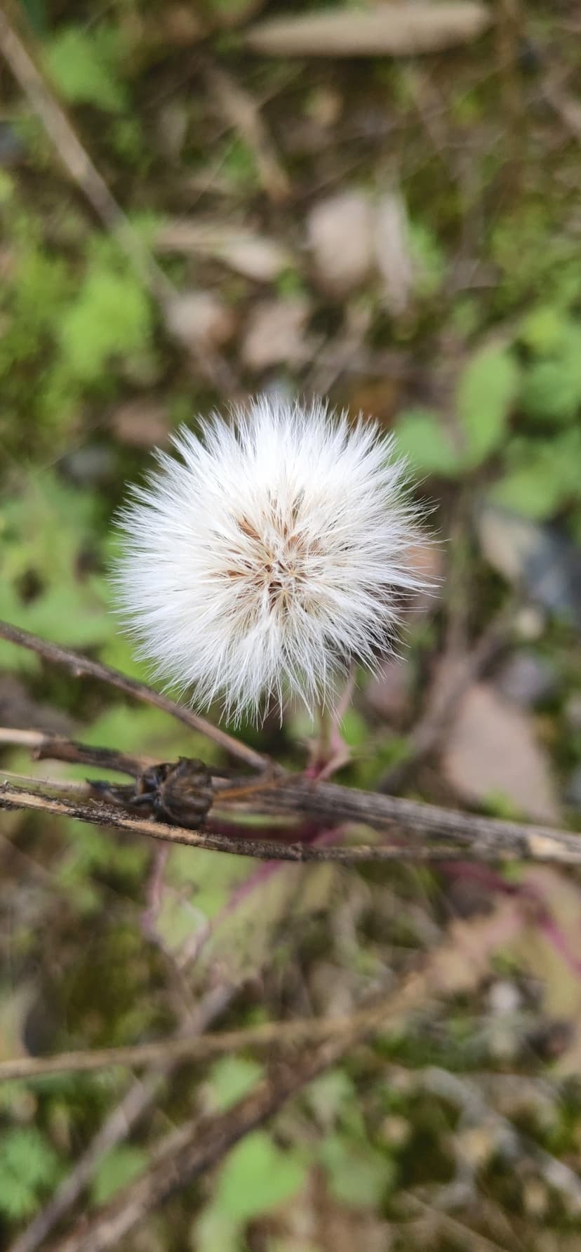 Fluffy white dandelion seed head with delicate feathery pappus centered against a soft green foliage background.
