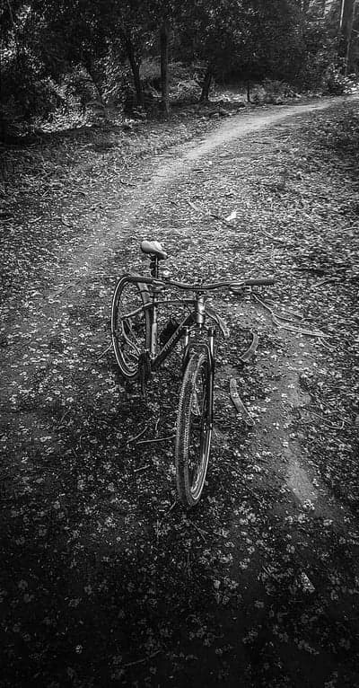 Bicycle parked on leaf-strewn forest path