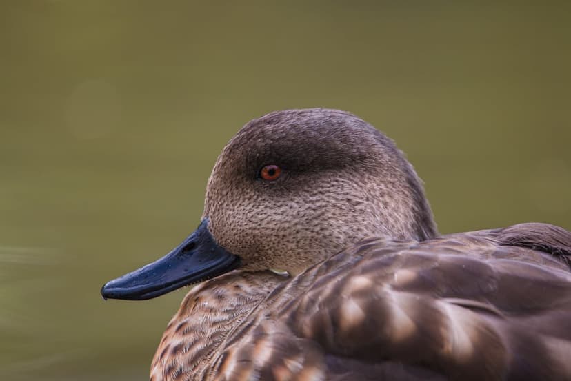 Brown duck with a red eye and blue beak shows detailed feathers against a blurred green background in a portrait.