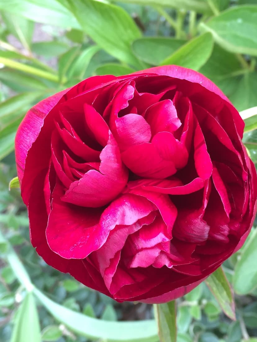 Red peony flower bud showcasing layered petals and delicate textures against a blurred green background.