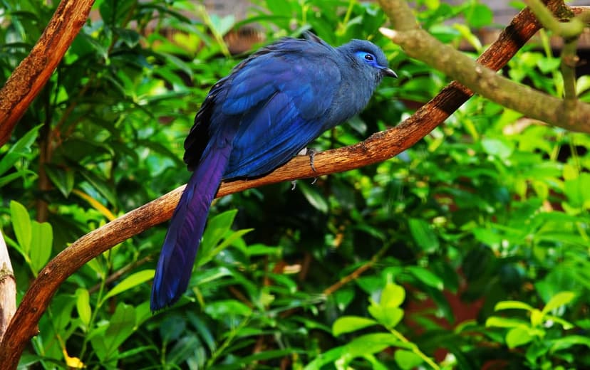 Blue bird with iridescent sapphire feathers and a long tail perches on a weathered branch among green leaves.