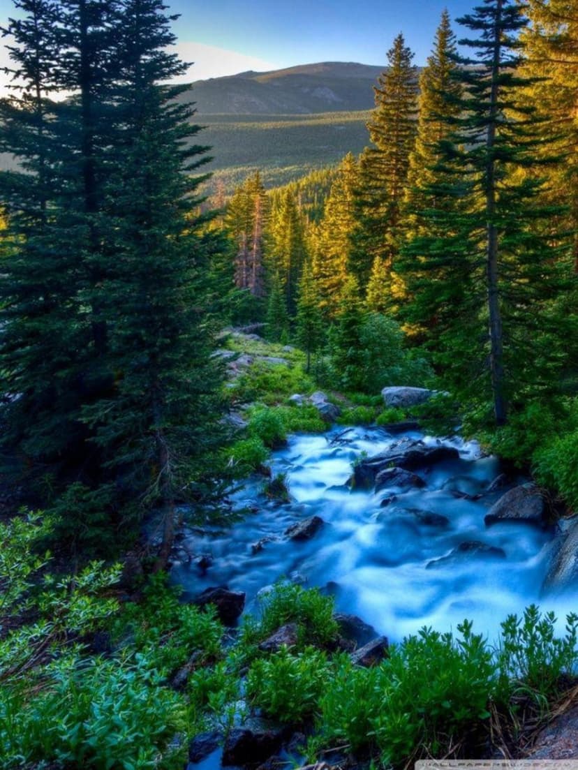 A rushing blue stream flows over grey rocks between pine trees with golden sunlit tops under a hazy sky.