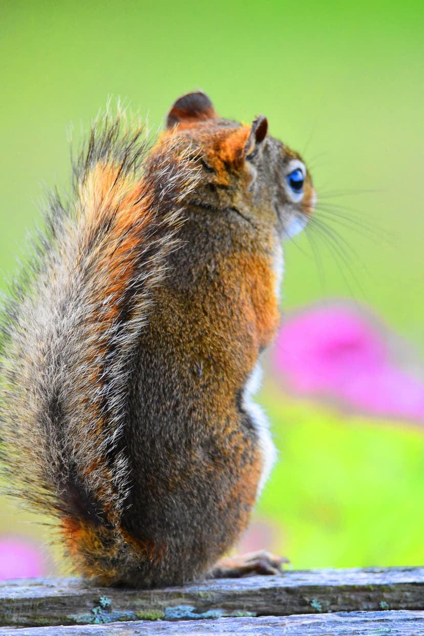 Red squirrel with a bushy tail and blue eye sits on wood with a blurred green and pink bokeh background.