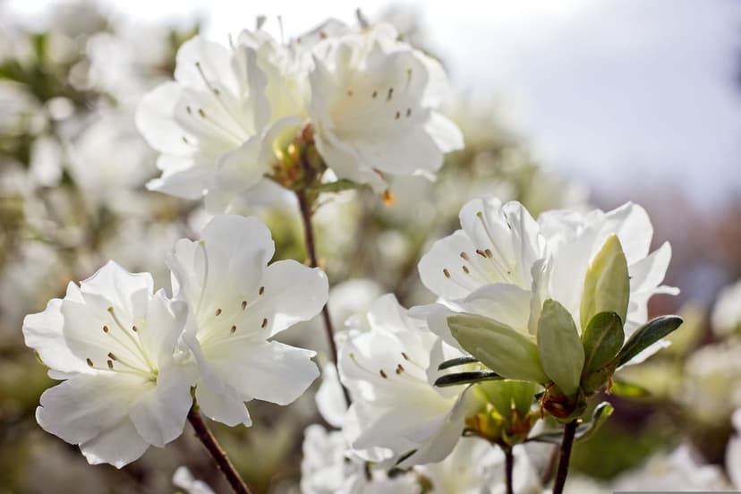 White azalea blossoms with dark stamen show fine petal textures against a soft green and blue bokeh background.