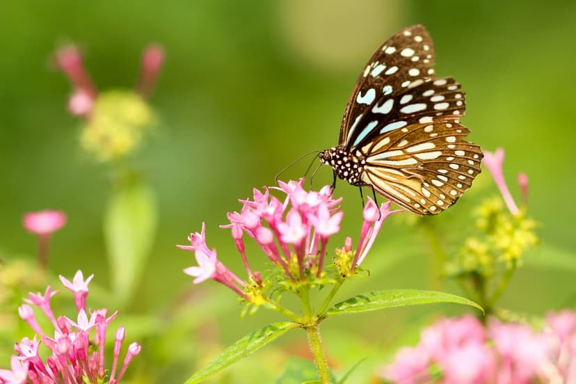 Brown and white butterfly perches on small pink flower petals against a blurred green forest background.