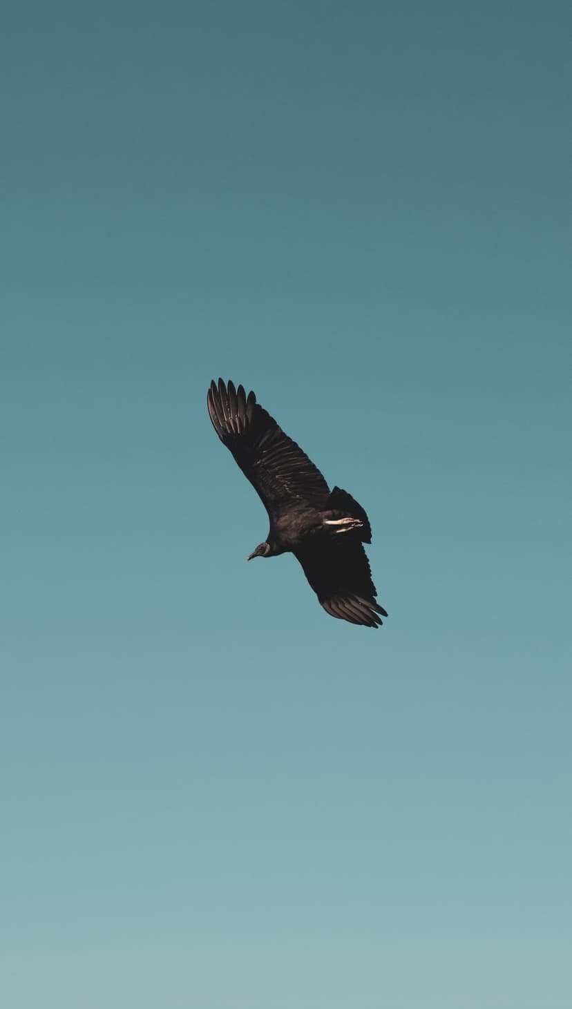 Black vulture with outspread wings glides across a pale blue sky, showcasing dark feathers and soaring posture.